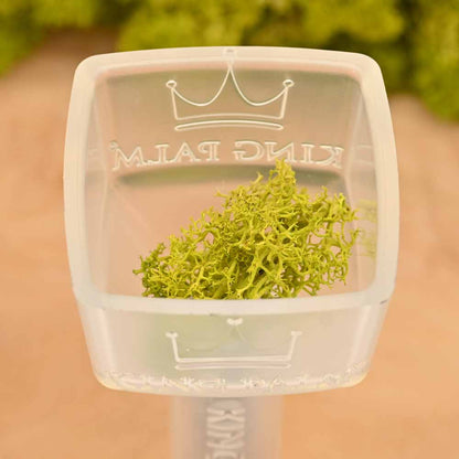 King Palm Mini Funnel