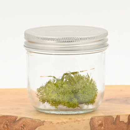 raw_mason_jar_einmachglas_groessenvergleich_aufbewahrung_vorratsglas_luftdicht_kaufen_headshop_Johnnys_Headshop